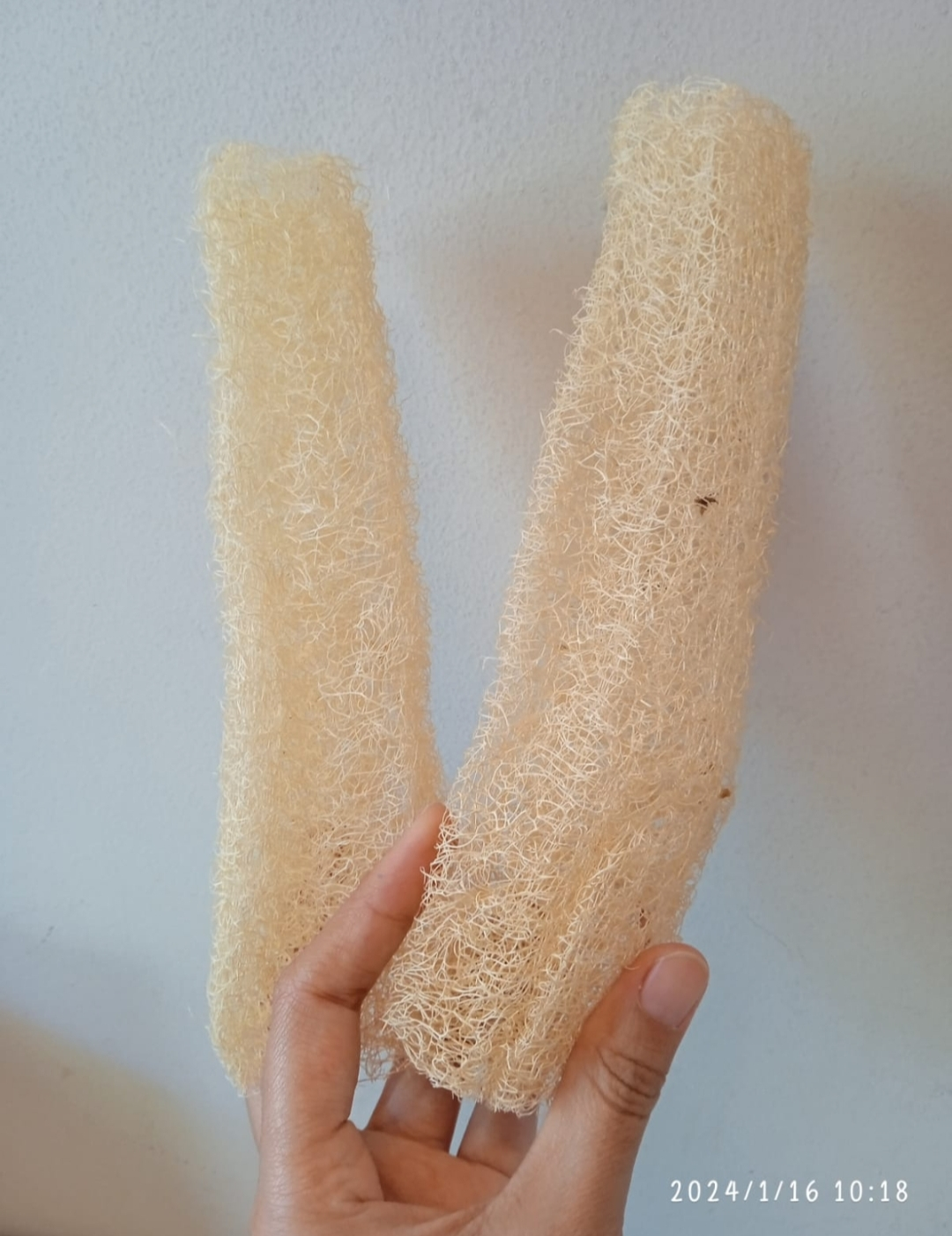 Loofah